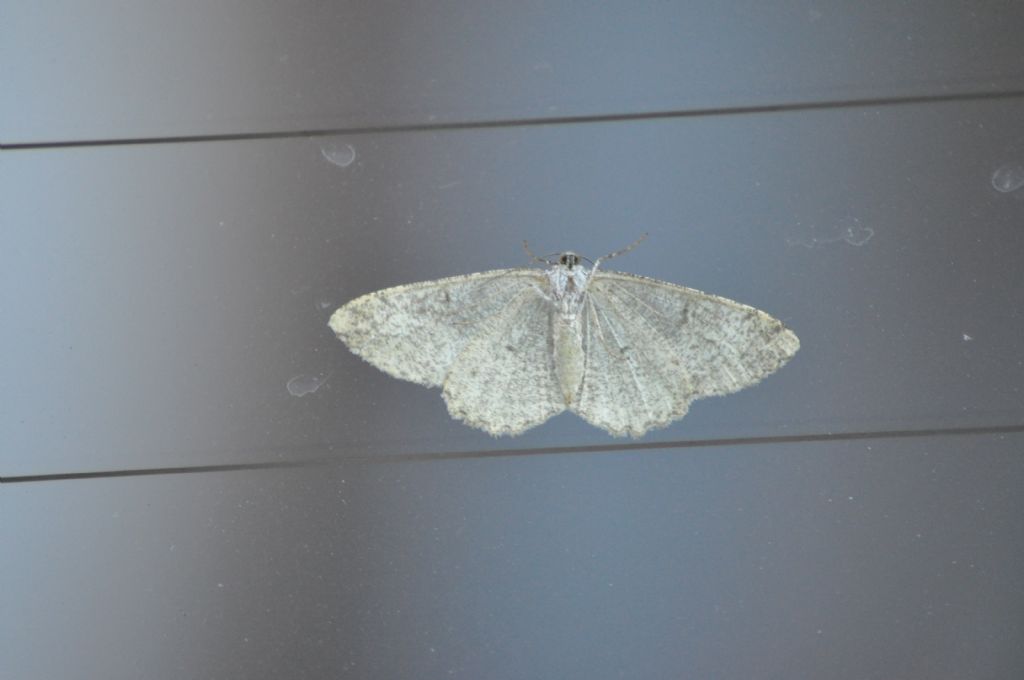 Alcis repandata? Geometridae